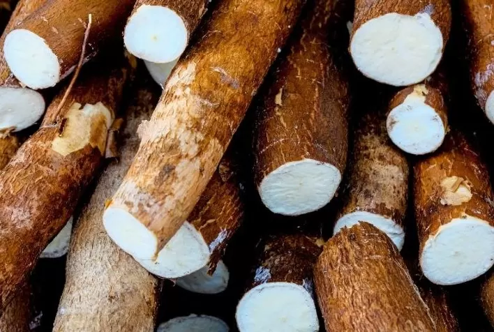 IAC lança cultivar de mandioca 25% mais produtiva e promete revolucionar a indústria de fécula, farinha e polvilho