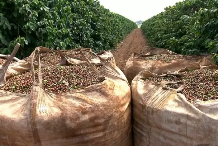 Colheita de café avança para 67,3% na área da Cooxupé e acelera oferta da safra 2026 ao mercado