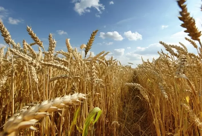 Preço do trigo oscila no Sul: demanda por farinha sustenta mercado no Paraná, enquanto Rio Grande do Sul registra queda nas cotações