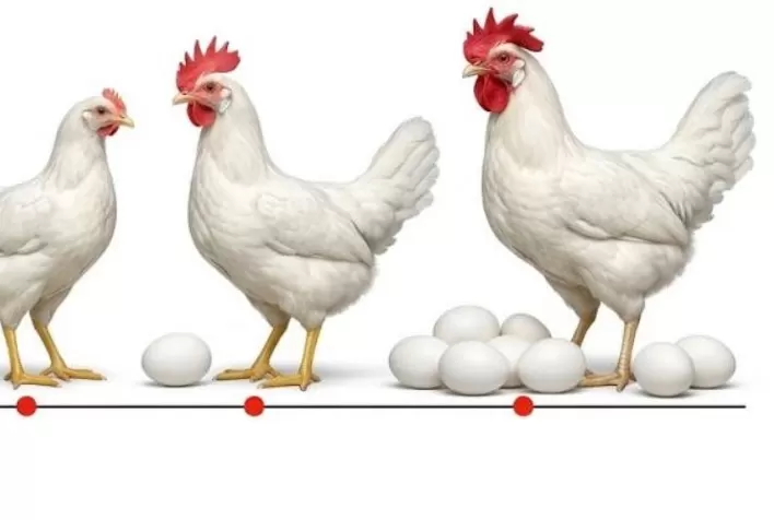 Avicultura de postura ganha tecnologia para aumentar produção de ovos com sustentabilidade e maior longevidade das aves