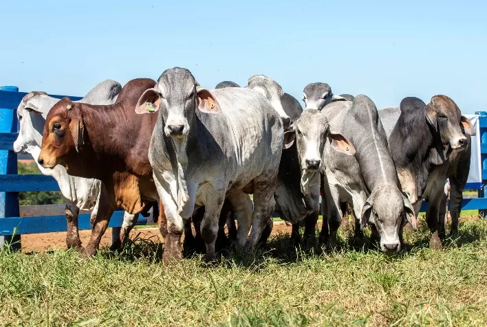 Raça Brahman eleva qualidade de carcaça e ganho de peso, reforçando potencial da genética brasileira para exportação de carne