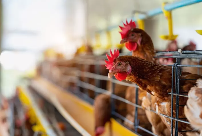Diagnóstico molecular avança após gripe aviária e fortalece a sanidade animal no agronegócio brasileiro