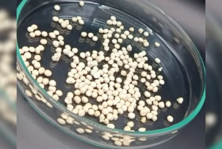 Nova cápsula de celulose aumenta eficiência de bioinseticida e prolonga vida útil de fungo usado no controle de pragas agrícolas