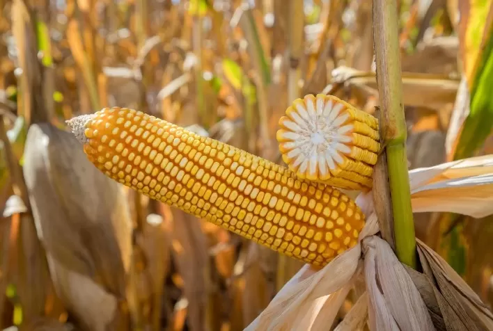 Milho safrinha 2025/26 em Mato Grosso deve alcançar produtividade recorde com avanço da tecnologia no campo