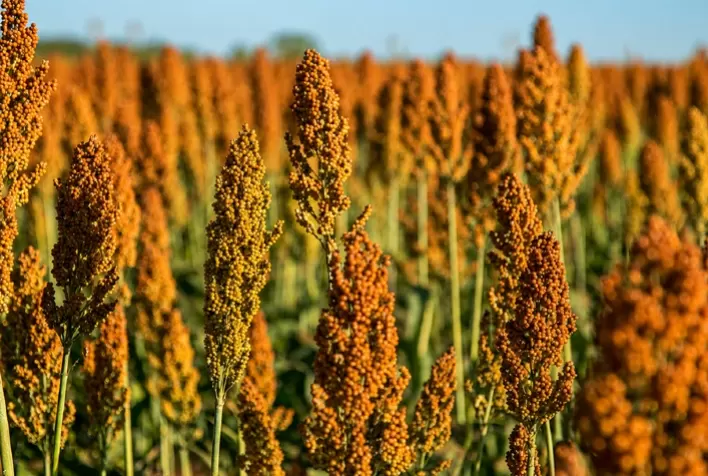 Sorgo ganha espaço no agronegócio brasileiro e produção deve crescer 24,9% com resistência à seca e novos mercados