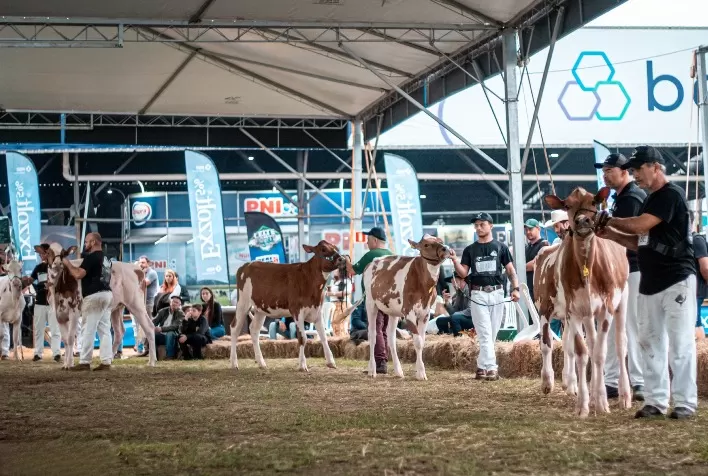 Expointer 2026 terá 181 animais da raça Holandesa inscritos e variedade vermelha e branca se aproxima de julgamento próprio