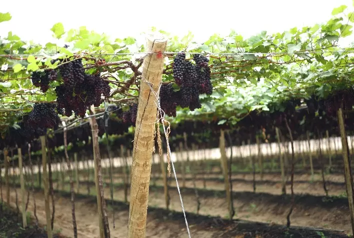 Plano Safra impulsiona viticultura brasileira e fortalece produtores de uva do Sul ao Nordeste