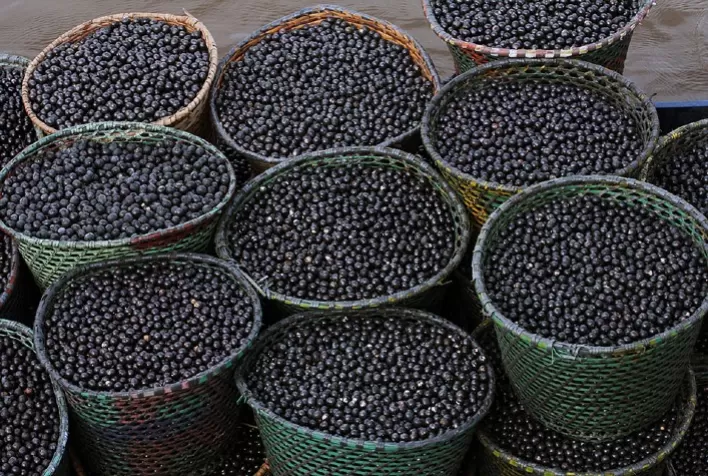 Nanofertilizante feito com caroço de açaí aumenta crescimento de milho e sorgo e abre novas possibilidades para agricultura sustentável