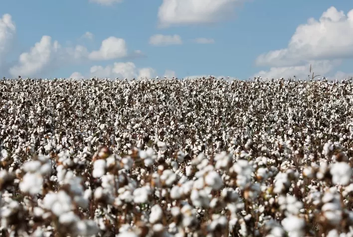 Doenças no algodão avançam no Cerrado e exigem manejo integrado para proteger produtividade