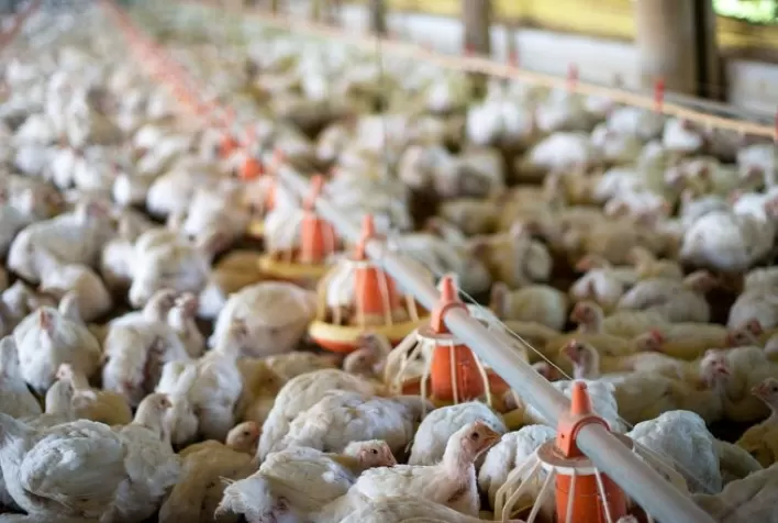 Preço do frango recua no Brasil com maior oferta de aves, enquanto exportações caminham para novo recorde em 2026