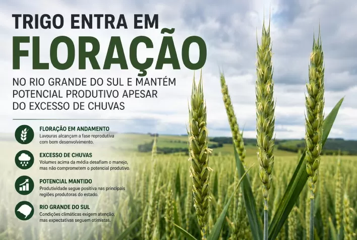 Trigo entra em floração no Rio Grande do Sul e mantém potencial produtivo apesar do excesso de chuvas