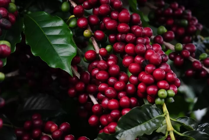 Café arábica dispara com aperto na oferta e sustenta alta no mercado internacional