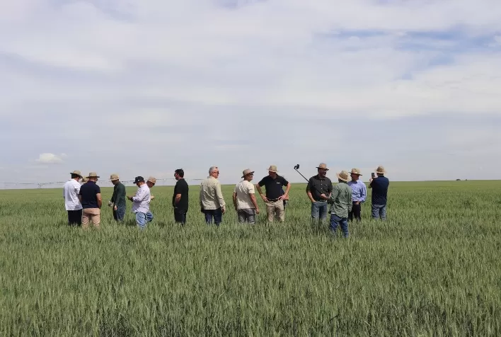 Trigo do Cerrado Mineiro ganha espaço e aproxima produtores da indústria de moinhos