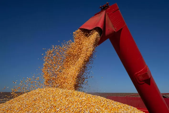 Milho: Mato Grosso colhe 99,1% da safra e projeta produção recorde de 57,39 milhões de toneladas