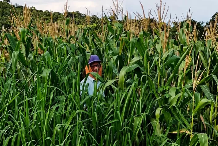 Estudo da UNESP revela qual braquiária aumenta a produtividade do milho no consórcio
