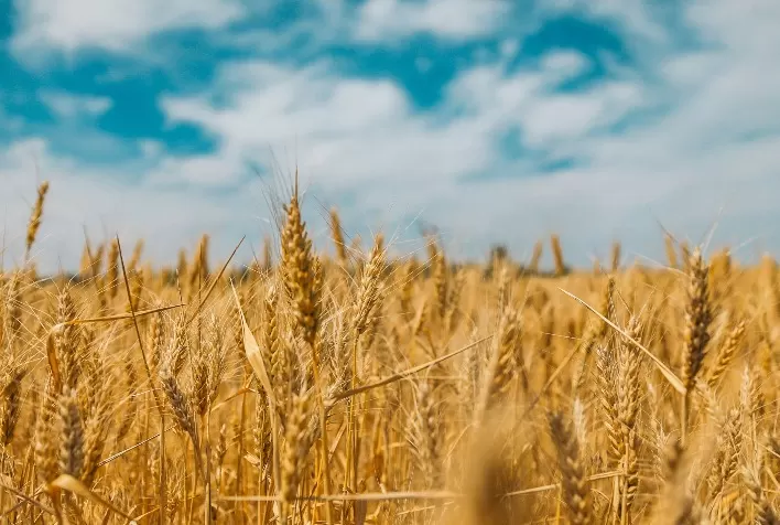 Paraná enfrenta maior déficit de trigo da história e pode precisar importar até 1,6 milhão de toneladas