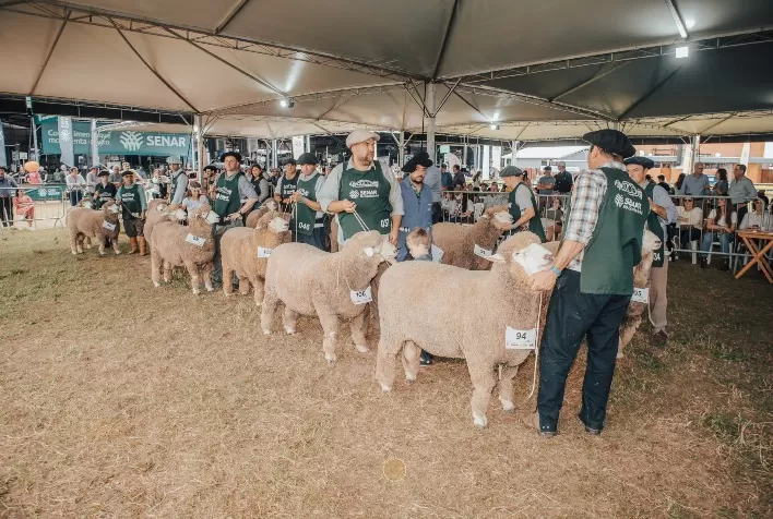 Corriedale leva 30 animais à Expointer 2026 com jurados do Brasil e Uruguai