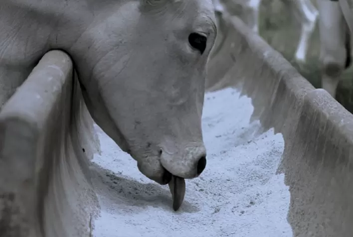 Connan apresenta novas soluções para pecuária de cria e recria durante o BeefDay 2026