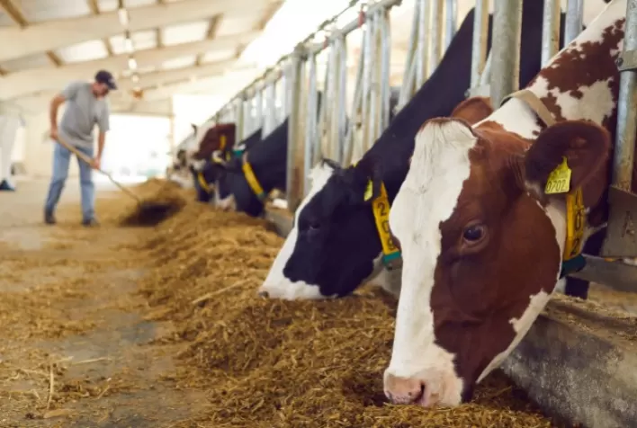 Inteligência de dados transforma a nutrição bovina e amplia a rentabilidade no confinamento