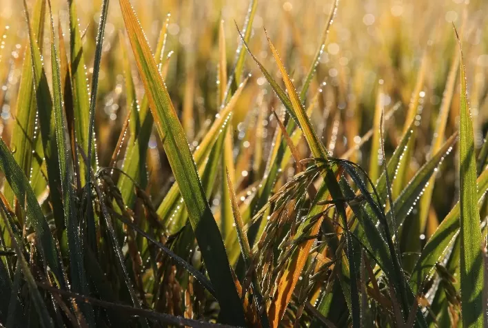 Arroz: atraso no plantio transforma El Niño em risco para o calendário da próxima safra