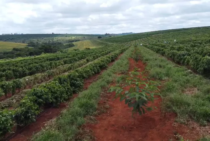 Expocacer amplia cafeicultura regenerativa com corredores arborizados e geração de créditos de carbono