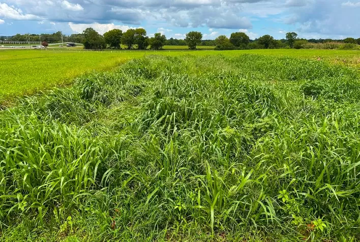 Forrageiras tropicais brasileiras começam a ser testadas para alimentar rebanhos nos Estados Unidos