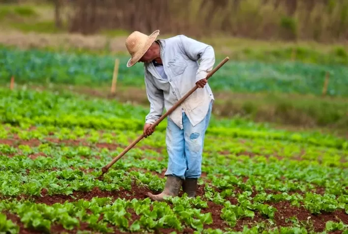 Crédito emergencial ajuda produtores de Ibiúna e Piedade a recuperar lavouras após chuvas e granizo