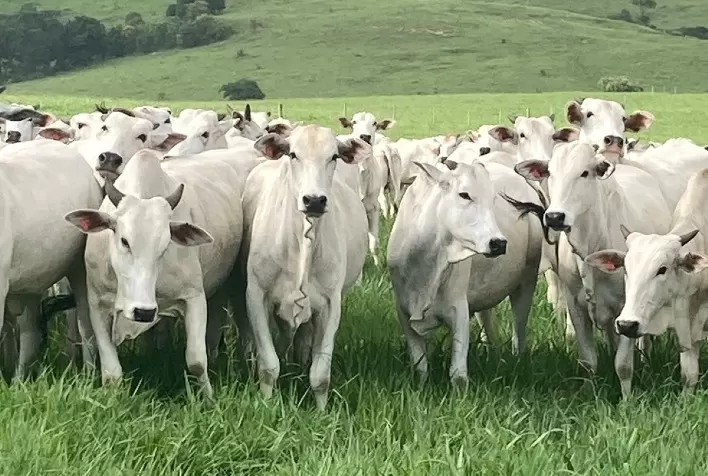 Boi gordo sobe 7% com oferta restrita, mas queda das exportações para a China limita mercado