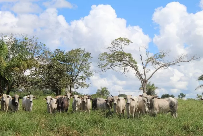 Recria estratégica pode superar 1 kg por dia e reduzir custo da arroba na pecuária