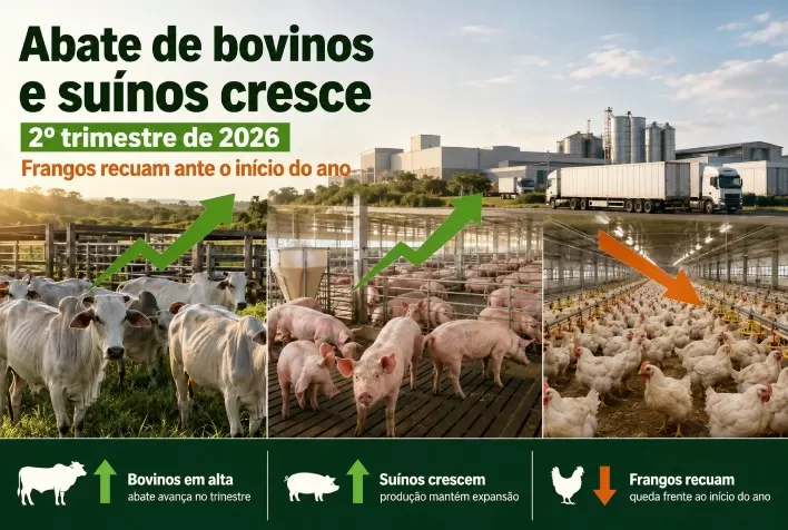 Abate de bovinos e suínos cresce no 2º trimestre de 2026, enquanto frangos recuam ante início do ano