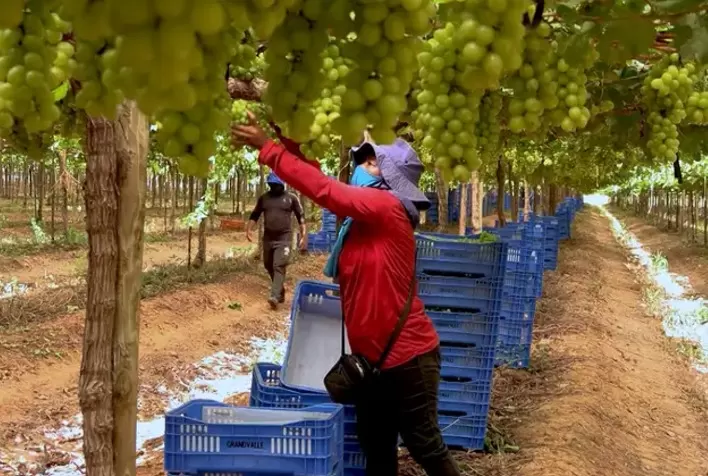 Falta de mão de obra ameaça produção de frutas, legumes e verduras no Brasil