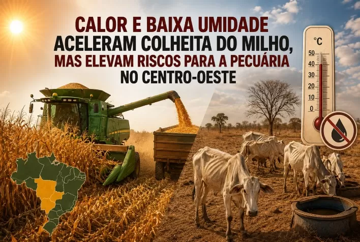 Calor e baixa umidade aceleram colheita do milho, mas elevam riscos para a pecuária no Centro-Oeste