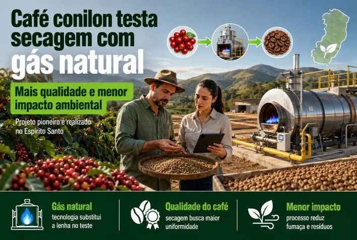 Café conilon testa secagem com gás natural no Espírito Santo para elevar qualidade e reduzir impactos ambientais