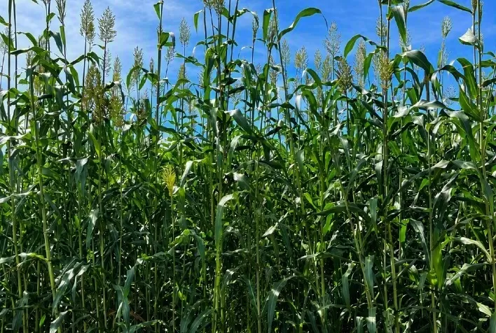 Sorgo forrageiro avança na reforma de canaviais com alta produção de biomassa e proteção do solo