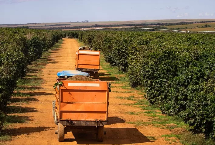 Colheita de café atinge 94% da safra 2026/27 no Brasil, mas atraso ainda preocupa o mercado