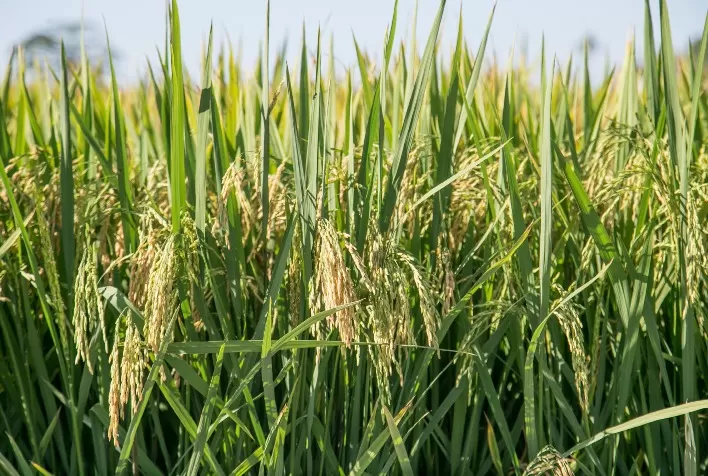 Preço do arroz se aproxima de R$ 80 com retenção da oferta, mas indústria enfrenta limite para novos reajustes