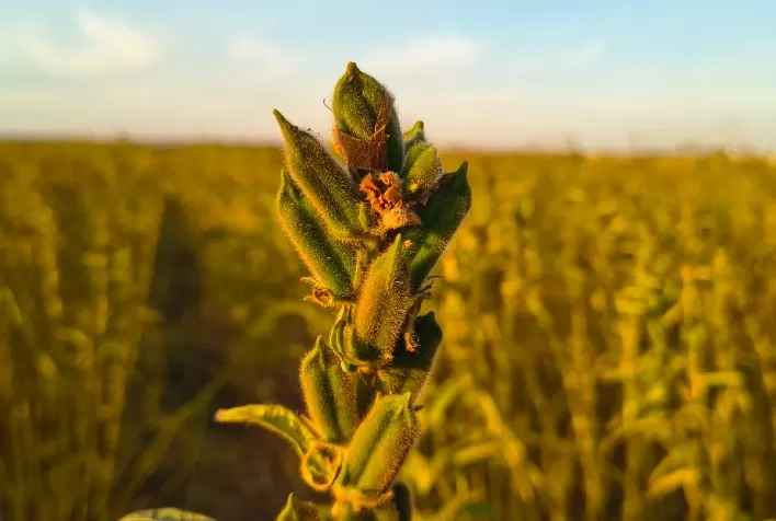 Nova cultivar de gergelim combina sabor doce, alta produtividade e ciclo de 90 dias