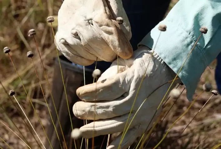Plantas raras consideradas desaparecidas há três décadas são redescobertas em Minas Gerais