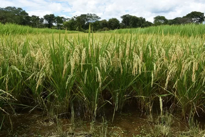 Embrapa identifica arroz mais resistente à cigarrinha, praga capaz de causar perda total da lavoura