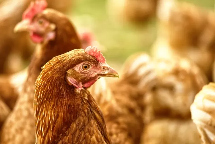 Nutrição de poedeiras melhora produção de ovos, qualidade da casca e longevidade do plantel
