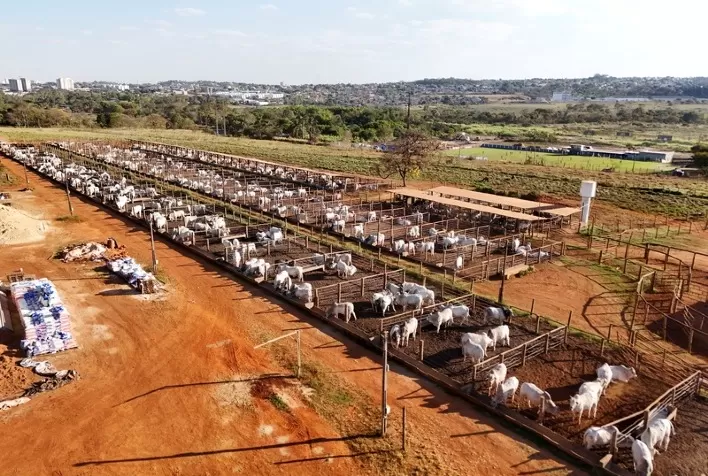 DDGS de sorgo pode substituir até 50% do milho na dieta de bovinos confinados, aponta estudo inédito