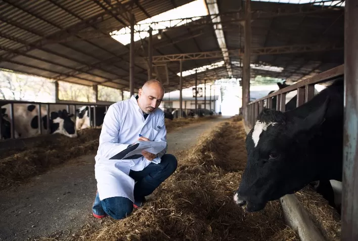 Biotecnologia acelera melhoramento genético e aumenta eficiência da pecuária brasileira