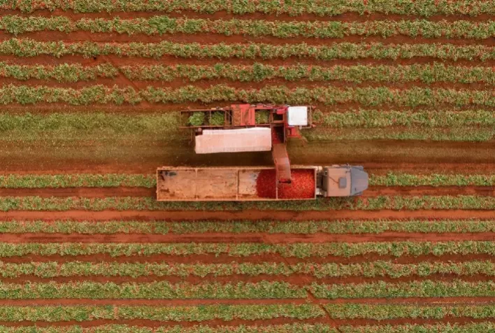 Tomate para molho exige mais polpa e maturação: entenda o que diferencia o fruto industrial