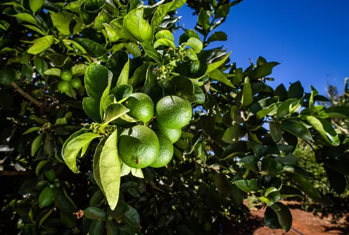 Greening ameaça produção de limão no Brasil e exige controle rigoroso nos pomares