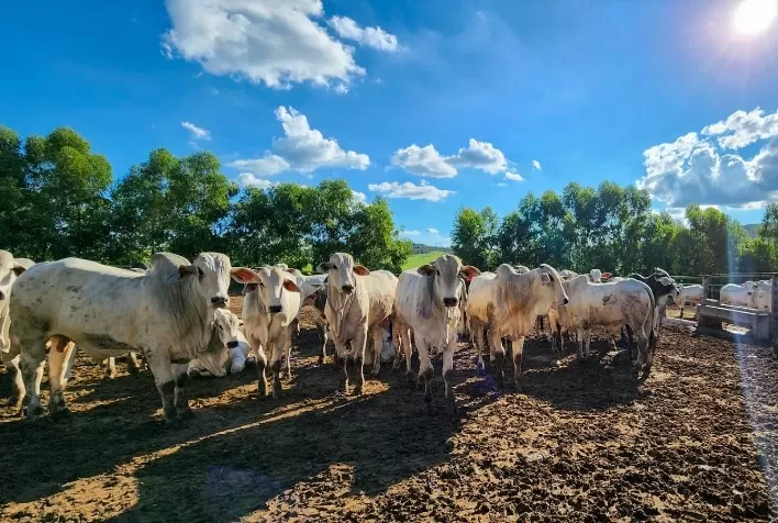 Preço do boi gordo cai em São Paulo e Mato Grosso com seca e maior oferta de animais