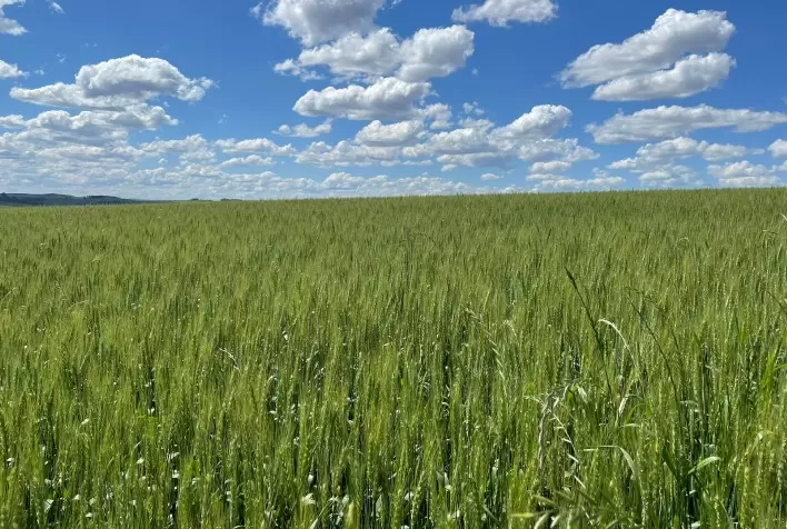 Trigo em Mafra se aproxima do florescimento, mas safra de Santa Catarina deve recuar em 2026/27