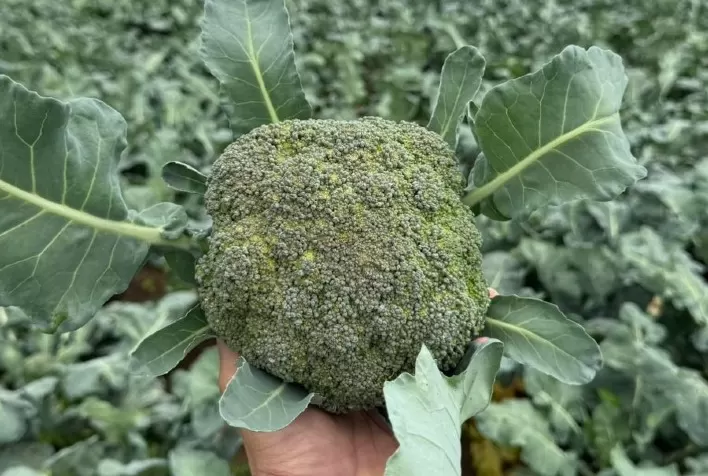 Clima no verão aumenta riscos na produção de brócolis e ameaça padrão comercial