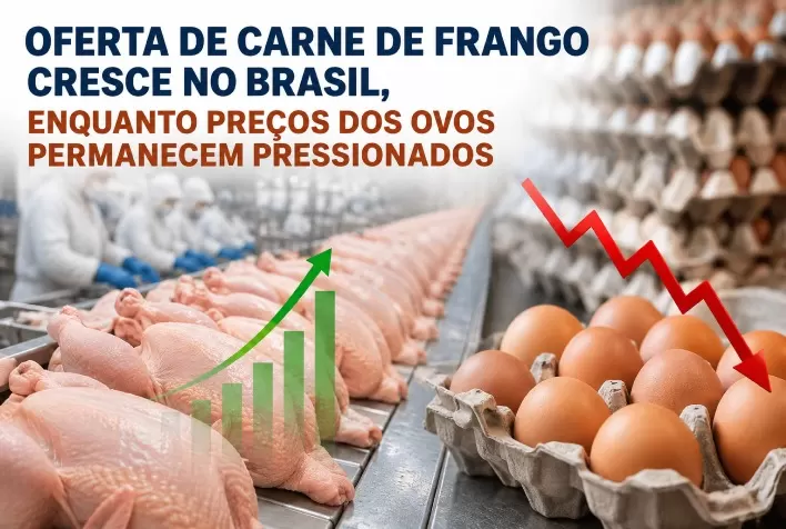 Oferta de carne de frango cresce no Brasil, enquanto preços dos ovos permanecem pressionados