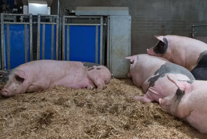 Certificação de bem-estar animal ganha força no varejo e amplia competitividade dos frigoríficos