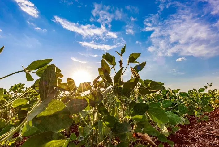 Plantio da soja 2026/27 começa em setembro e exige manejo antecipado contra ferrugem-asiática